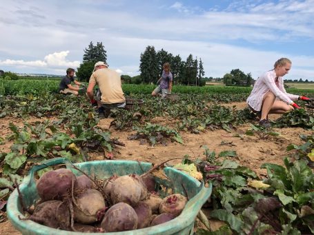 Rote Bete durchernten