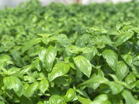 Basilikum in voller Pracht