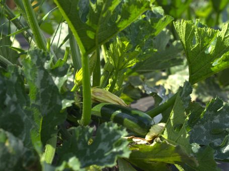 Freiland-Zucchini