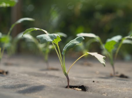 Herbstpflanzung Kohlrabi