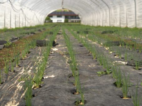 Herbstpflanzung Zwiebelbunde