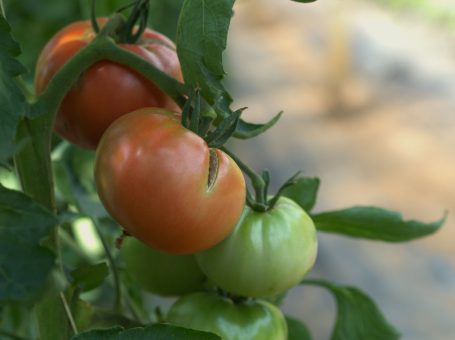 Unsere Fleischtomaten