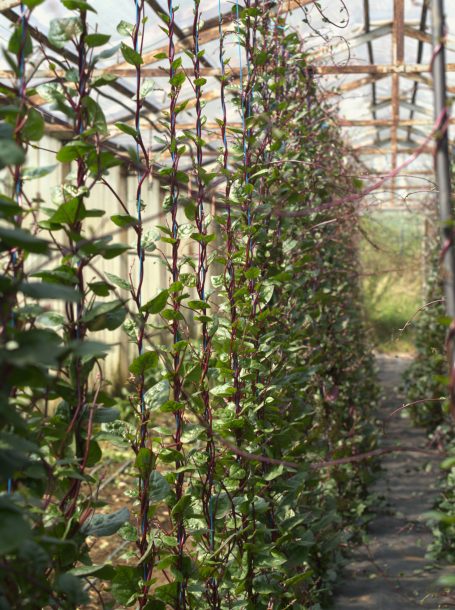 Saatgut-Malabarspinat