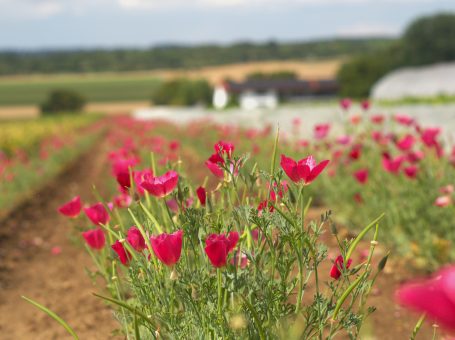 Saatgut- Goldmohn