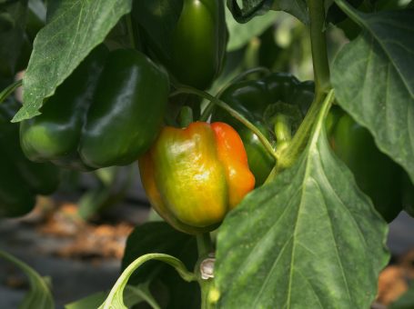 Die Paprika verfärben sich