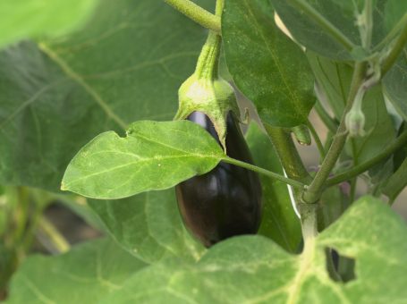 Auberginen