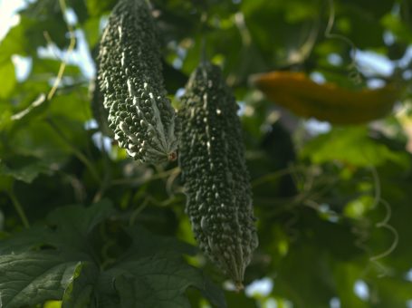 Raritäten - Bittergurke