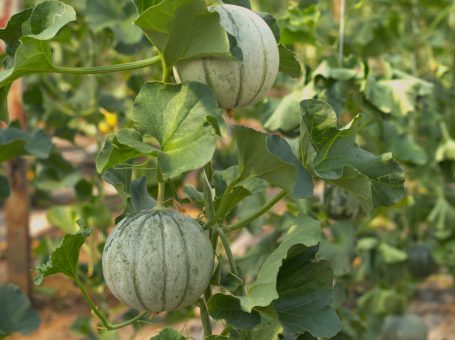 Murrmel - Honigmelone